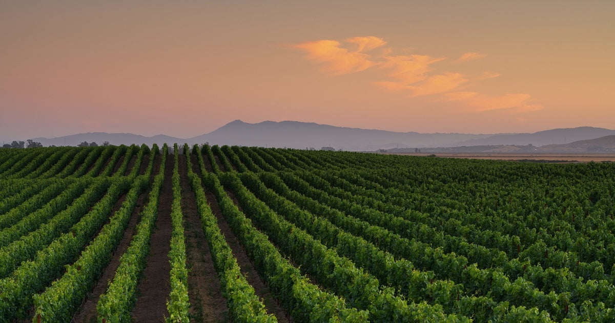 Exploring 90+ Cellars Collector Series Wines