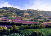 Discover French rosé wine regions