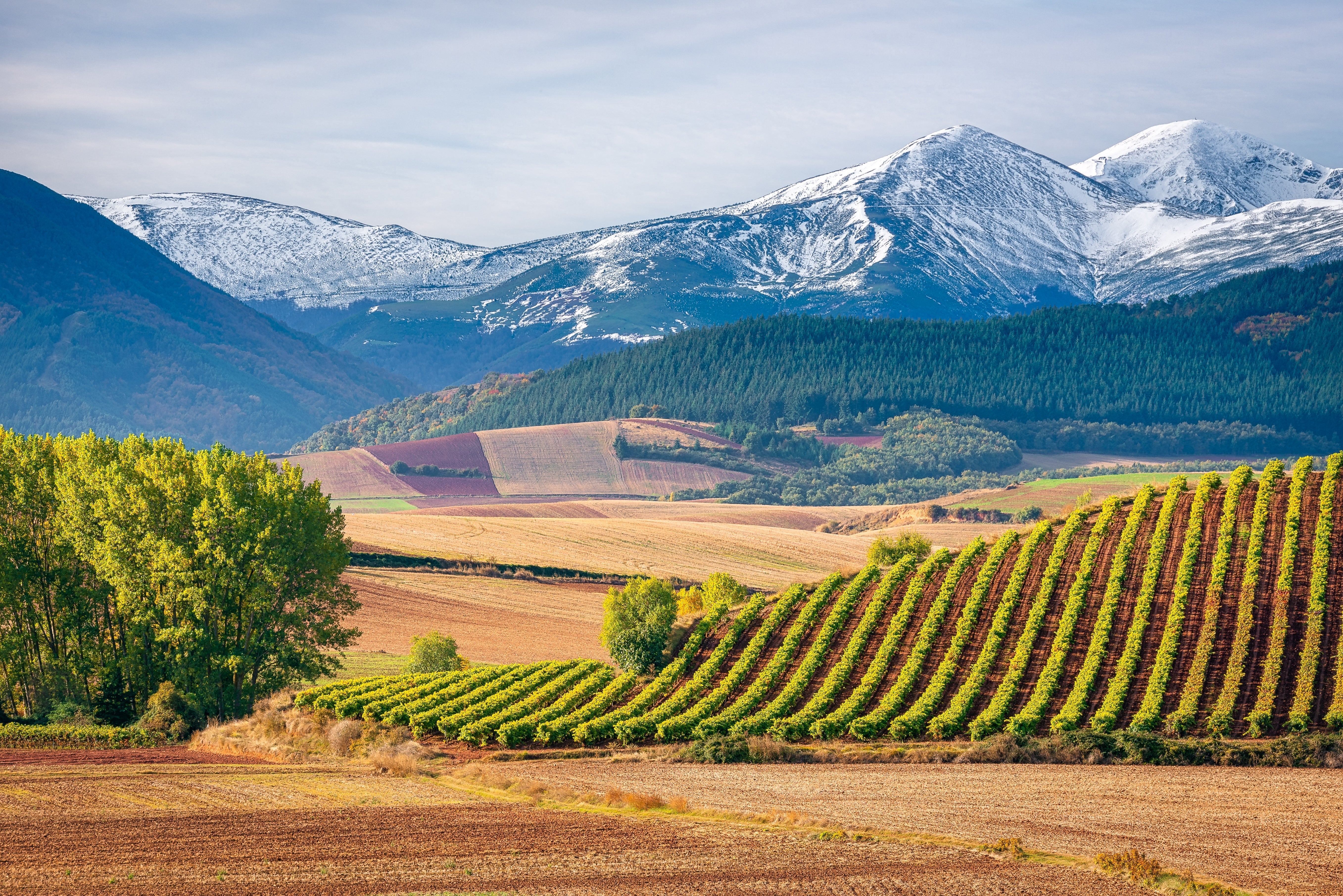 Behind the Glass: Rioja Crianza | Lot 175