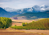 Behind the Glass: Rioja Crianza | Lot 175