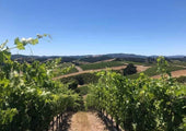 Discover 90+ Cellars Lot 210 Paso Robles Cabernet Sauvignon