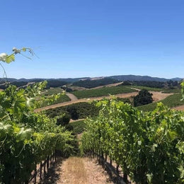 Discover 90+ Cellars Lot 210 Paso Robles Cabernet Sauvignon