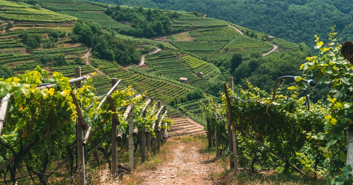 Sunny wine vineyard in Trentino, Italy