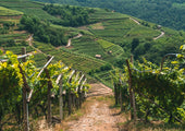 Sunny wine vineyard in Trentino, Italy