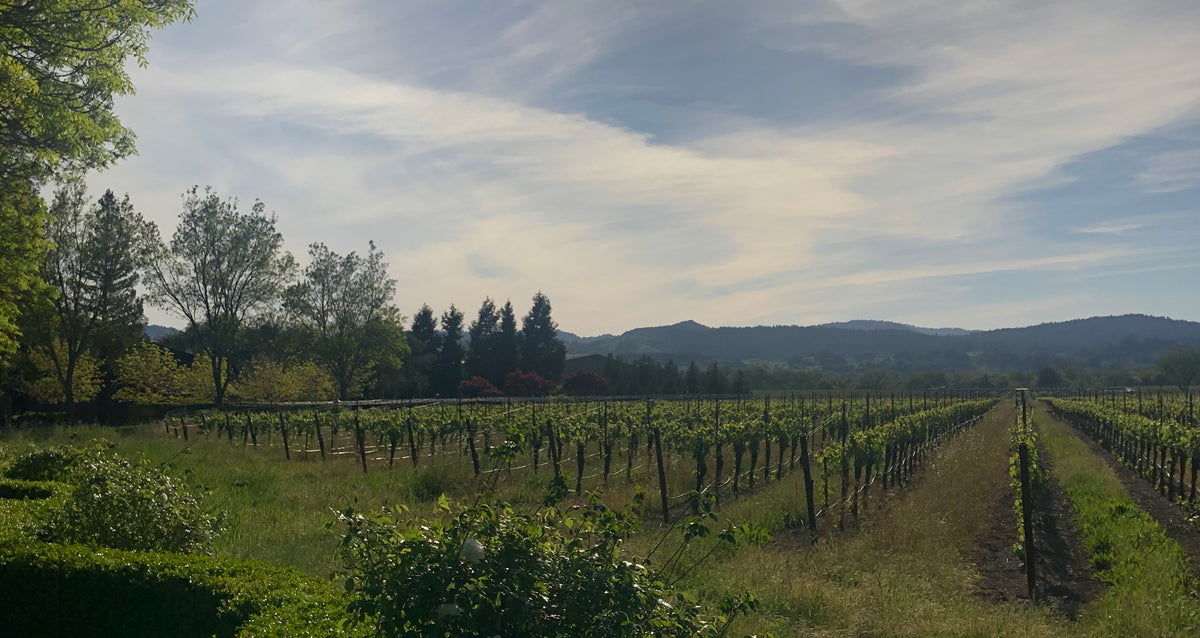Russian River Valley Vineyard During Harvest