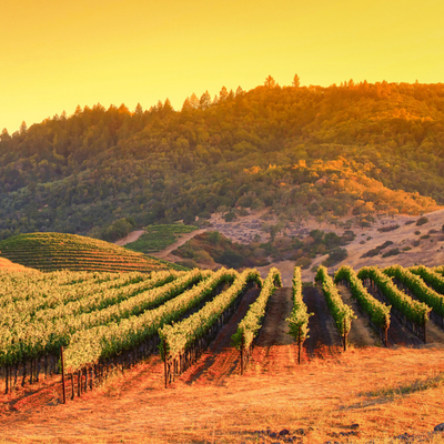 Organic Grape Growing